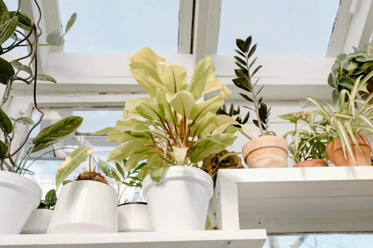 Grønne inneplanter i stilfulle potter